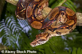 1720124249 366 Virgin boa constrictor gives birth to 14 babies at Portsmouth