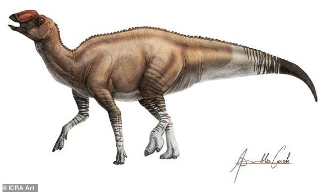 Hadrosaurs, as a species, are “without a doubt the best-represented dinosaurs in the fossil record,” Hoffman said. Pictured: A rendering of another duck-billed dinosaur in this group, an 80-million-year-old specimen discovered nearby in Texas.