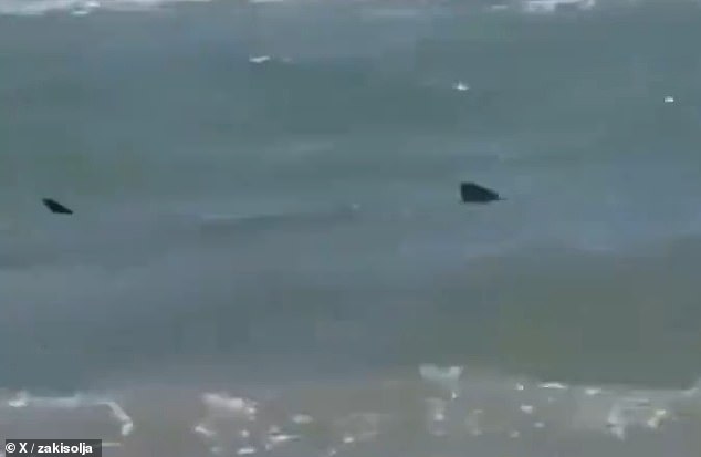 A dorsal fin can be seen swimming back and forth along the shoreline as the female lies on the sand