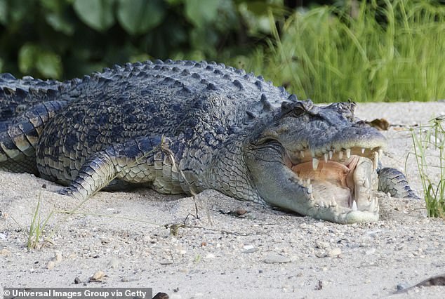 There are approximately 500,000 crocodiles in the NT, which is a huge increase in numbers over the past few decades, although the number of attacks has not increased