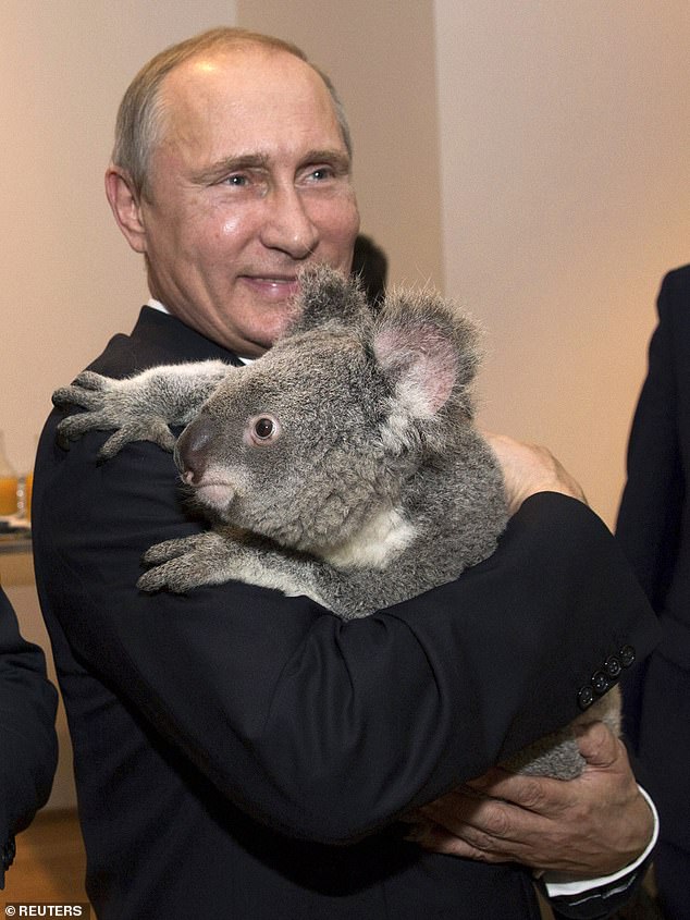 Russian President Vladimir Putin holds a koala before the G20 leaders' conference at the Brisbane reserve in November 2014