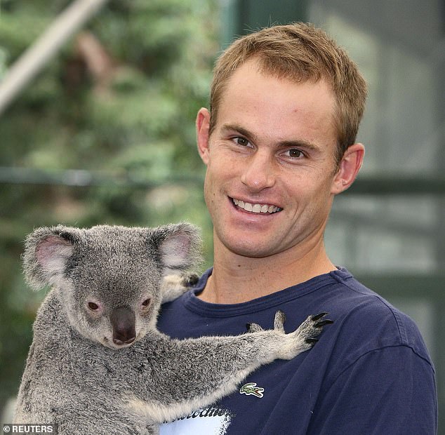 Tennis player Andy Roddick holds a koala during a media event at the Lone Pine Koala Sanctuary in January 2010