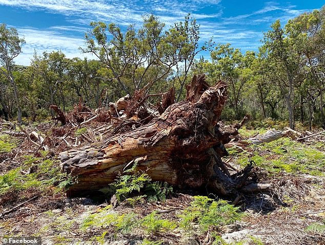 Lawyers for Mr Burns have argued that he was carrying out traditional indigenous land management practices