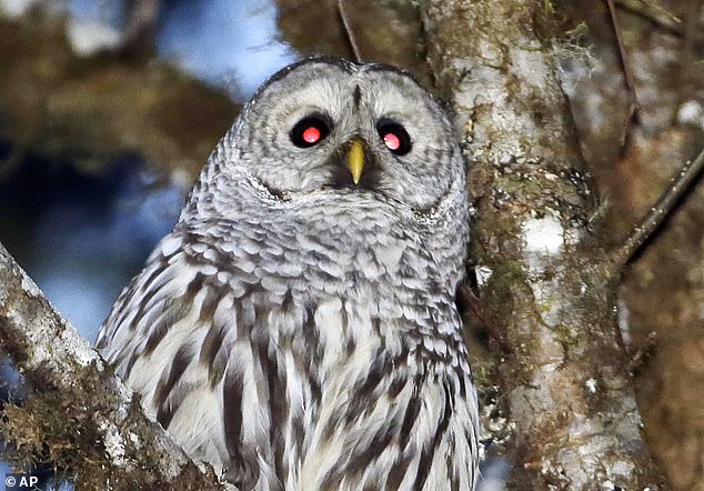 A barred owl is seen in the woods outside Philomath, Oregon in December 2017. To save the endangered spotted owl from possible extinction, U.S. conservationists are embracing a controversial plan to deploy trained marksmen