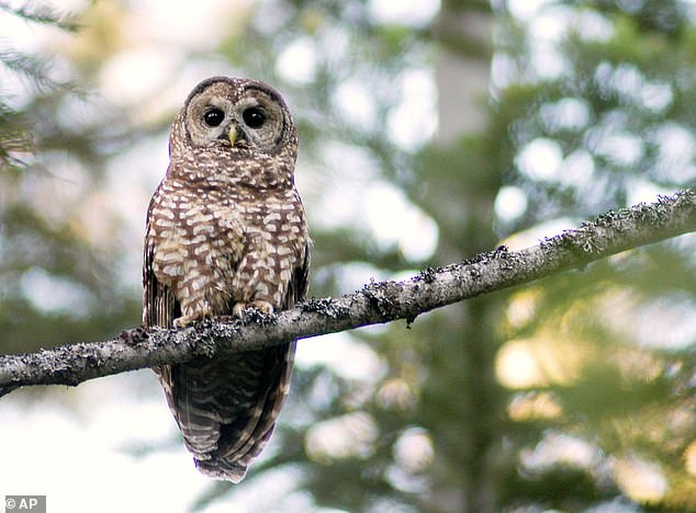 Above, an endangered California spotted owl stares back at human observers in California's Tahoe National Forest, July 12, 2004