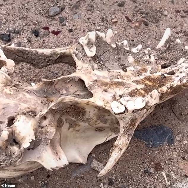 At the witch's house, a local TV news crew found what appeared to be the skeletal remains of a dog