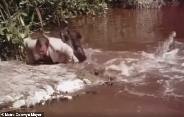 Clips show how close stuntman Ross Kananga, who replaced Roger Moore's Bond, got to the wild beasts.