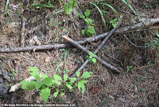 Oddly enough, this encounter comes after earlier reports of Bigfoot activity in the same forest. A Bigfoot researcher from Baton Rouge found these sticks in the shape of a "X" laying a branch that he said is typical of a marking Bigfoot used in 2019