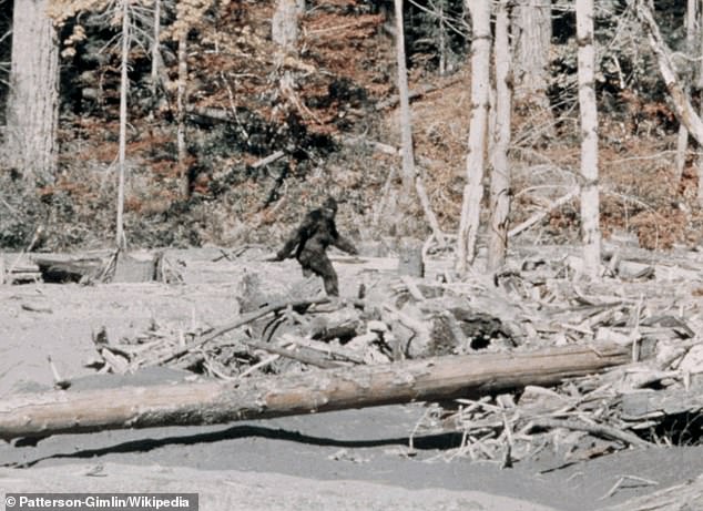 NOBRO bigfoot expert Brian Terrell told Fox 25 that Oklahoma Sasquatches are typically 8 feet long. He said their expeditions have found enormous footprints of towering creatures (pictured: 'bigfoot' in Eureka, California)