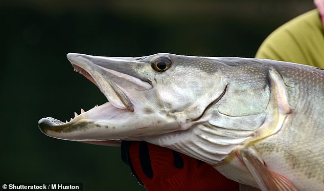 Muskies are stealthy predators that hunt near submerged weeds and logs. In their natural habitat, they can live up to 30 years.