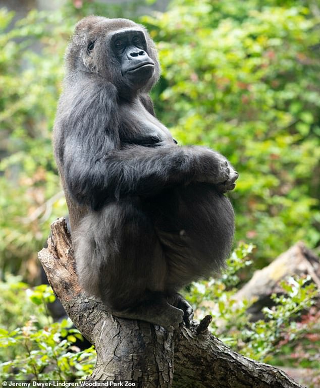 Pictured: Akenji at the zoo while pregnant. Zoo staff were disappointed that she couldn't be a mother to her baby once he was born.