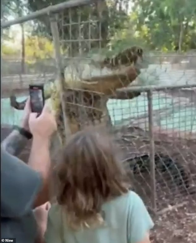 The saltwater crocodile tried to climb over a wire fence in the reserve, which is home to about 600 crocodiles and alligators