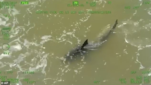 This image from the Texas Department of Public Safety shows a shark near the harbor in South Padre Island, Texas on Thursday, July 4, 2024.