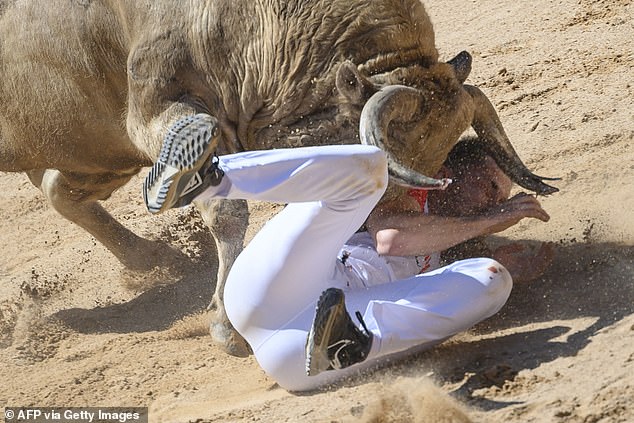 A recortador is run over by an angry bull in the Plaza de Toros bullring during a show after the first day of the San Fermin festival in Pamplona