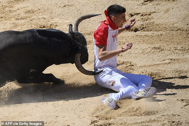 A bull rams a recortador who fell to the ground during the ritual performance