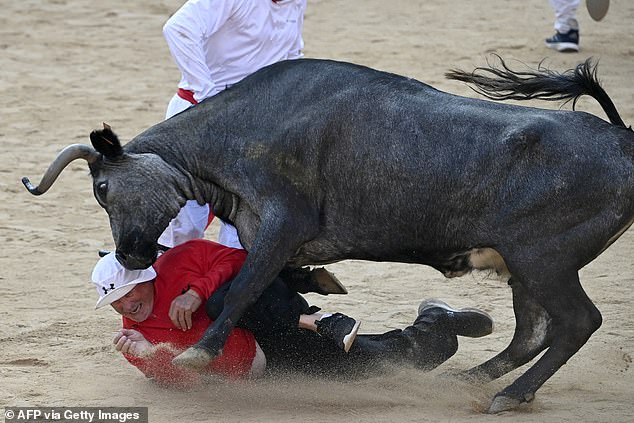 A contestant is hit by a young cow for the second time during a show "turning back" (bull running) of the San Fermin festival in Pamplona