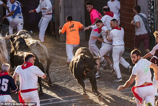 Participants in red and white clothing run ahead "Beef Goat" bulls during the "turning back"