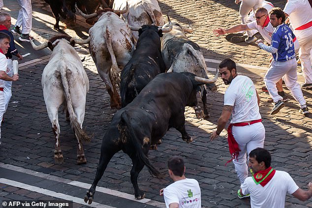 The animals run from their enclosure to the arena through the narrow streets of the old town over a distance of 850 meters.