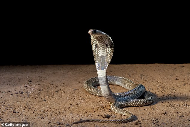 Pictured: Indian cobra, one of the most venomous snakes in India