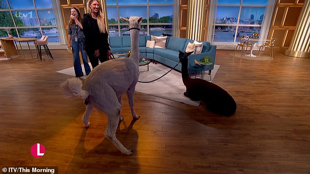 The presenters brought along two alpacas to film part of the programme, which left a 'bit of a protest' on the floor