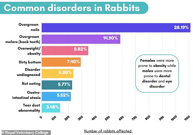 Some of the most common conditions in rabbits were overgrown nails, overgrown molars and obesity – all of which can be linked to limited exercise and unnatural diets.