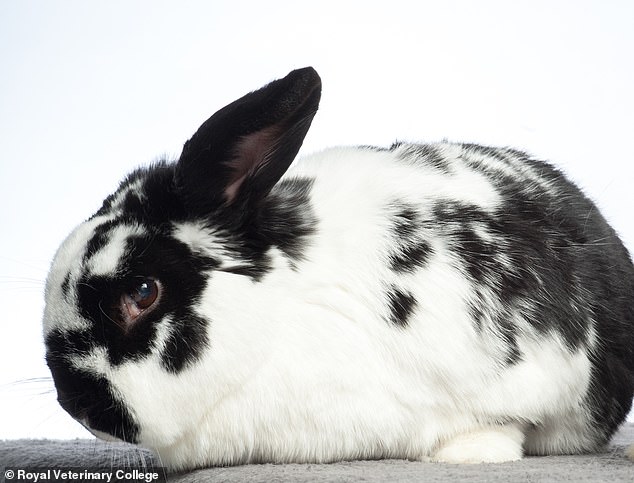 The study also found that the average rabbit weighed 5 pounds (2.26 kg) and had a lifespan of five years