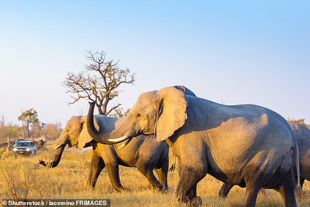 A huge adult cow weighing 3.5 tonnes, which was protecting the young members of the herd, became frightened and attacked the man. She was joined by the other two adult bulls who also attacked.