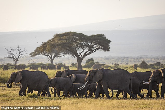 A female elephant can be over 11 feet tall at the shoulder, weigh up to 4 tons and run up to 25 mph. The bull elephants can be two tons heavier and up to 13 feet tall at the shoulder