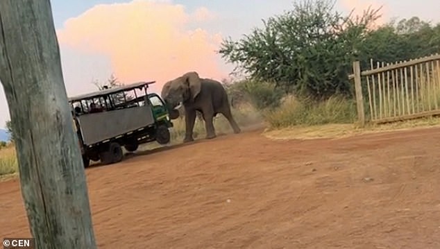 An elephant is seen lifting a tour bus in Pilanesberg National Park