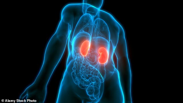 Diabetes is the leading cause of kidney failure in the UK, with one in five needing a transplant as a result of the disease. It is estimated that there will be 7.6 million people with chronic kidney disease (CKD) by 2033 — an increase of almost half a million (stock image)