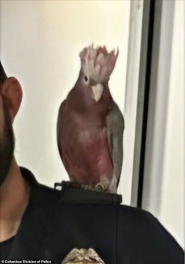 A bird that escaped from the store after the break-in sits on a police officer's shoulder