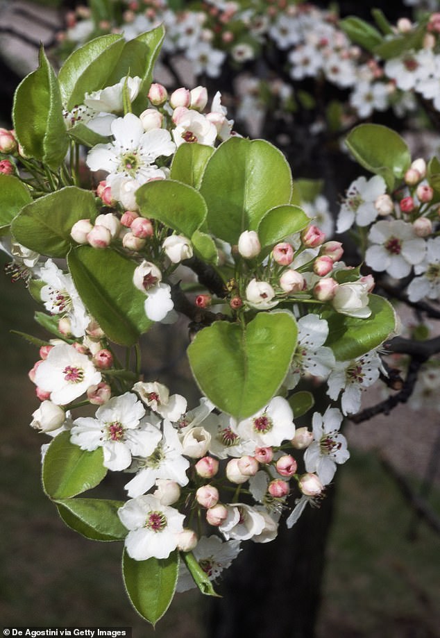 Some states have decided to ban people from buying, planting, or selling the Callery pear tree because of its rancid odor