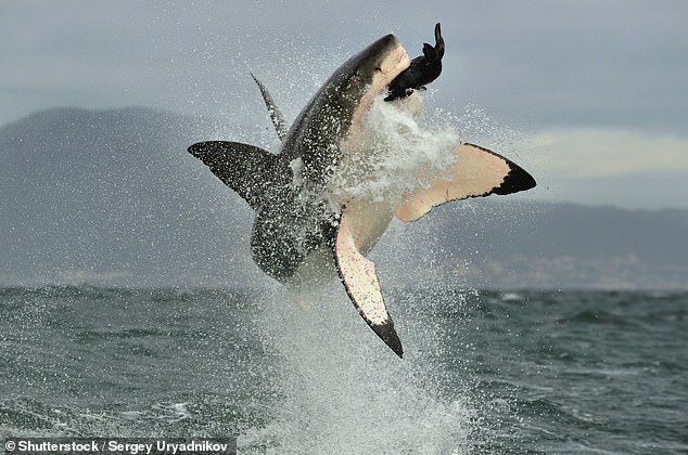 Sharks have relatively good underwater vision, but they may have trouble distinguishing between a seal and a person on a surfboard. Turbid water can also play a role, making it difficult to distinguish between a human and prey.