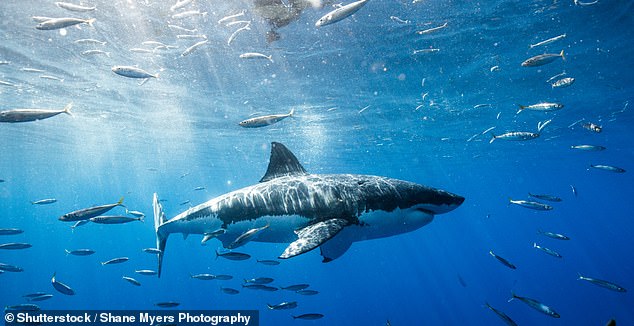 Some sharks that have bitten people are quite tame, such as sand tiger sharks, but can collide with each other, so there is a chance you could get bitten