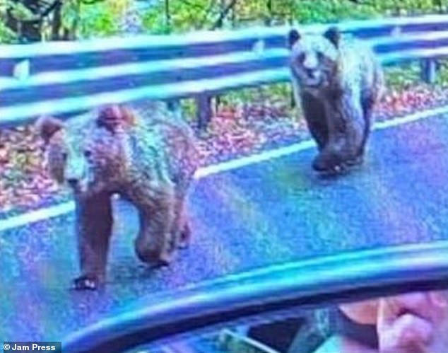 The Scottish tourist, 72, was driving along a mountain road in Romania when she came across two bears