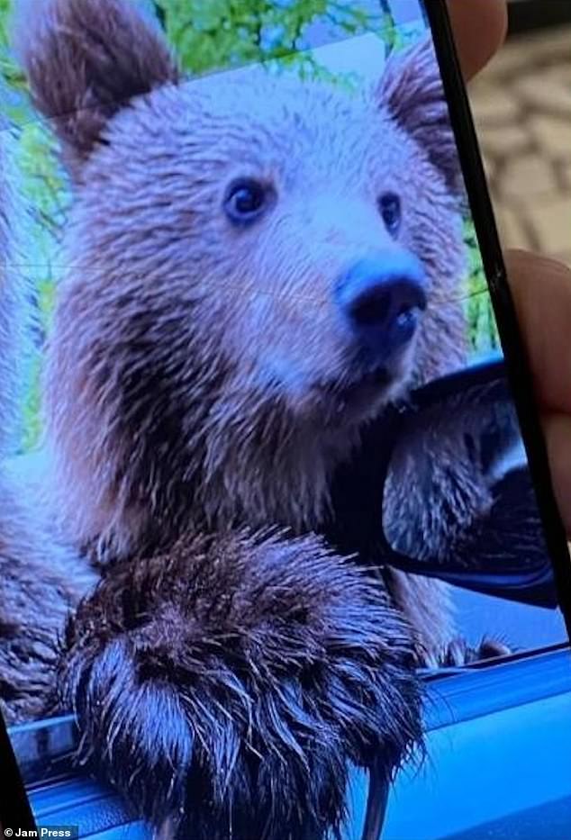 After deciding she wanted to take a selfie with the bear, she rolled down her car window, but one of the predators had jumped up on its hind legs