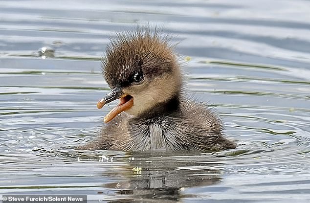 A young sawbill is seen on its first swim, which occurs 24 hours after hatching