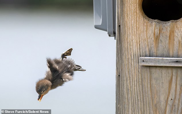 A duckling dives from its nest in Lake Bavaria, Minnesota