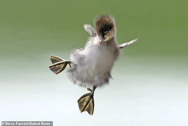 A young sawbill soars through the air after diving from the nest