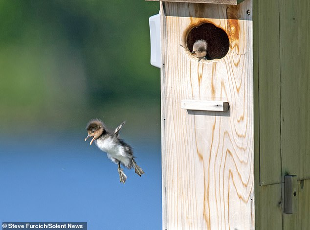 Young mergansers, which dive for small fish to survive, jump more than 15 meters from the nest to be with their mother