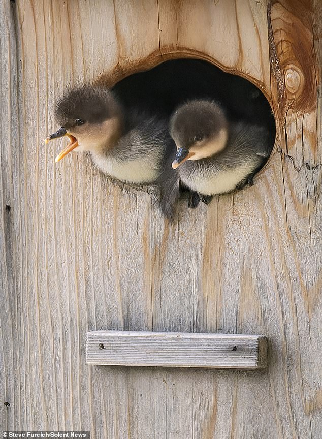 A mother duck calls her young, causing the fluffy ducklings to run to the entrance of the nest