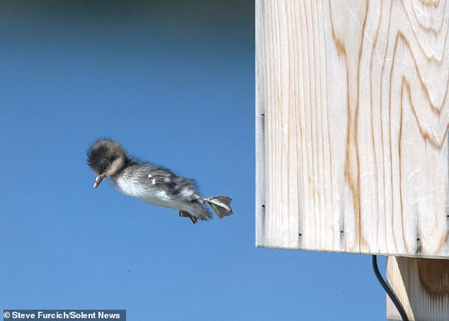 Ducks dive from a birdhouse into the water of Lake Bavaria