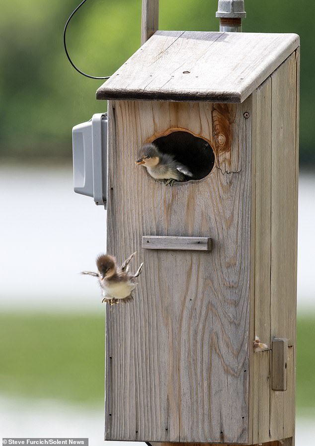 Ducklings leave the nest within 24 hours of hatching, after their mother has checked the area for possible threats.