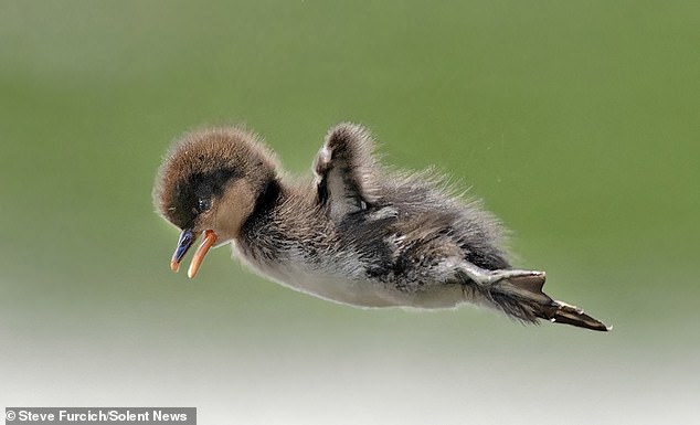 Photographer Steve Furcich captured this duckling in flight as it dove into the water for the first time toward its mother