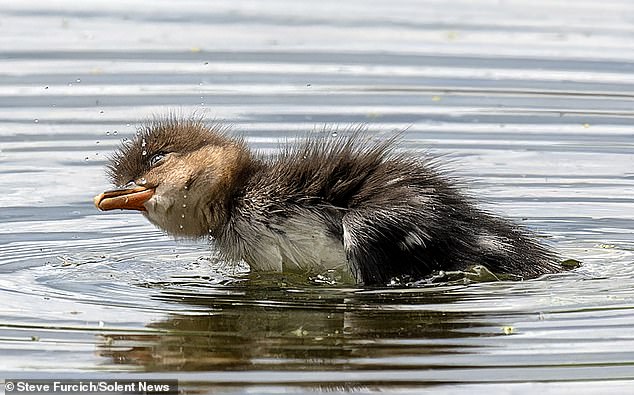 The photo shows a young merganser during its first swim at Lake Bavaria in Minnesota.