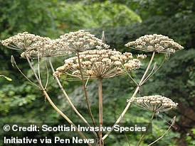 Despite its attractive appearance, the sap of the giant hogweed can be harmful