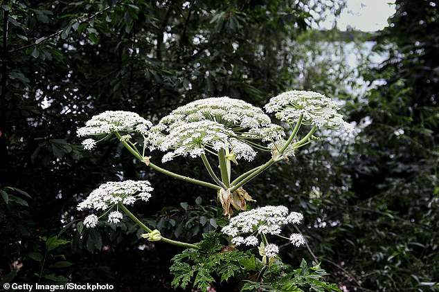 Giant hogweed is one of the most dangerous plants in the UK, with sap that can cause painful burns and blisters