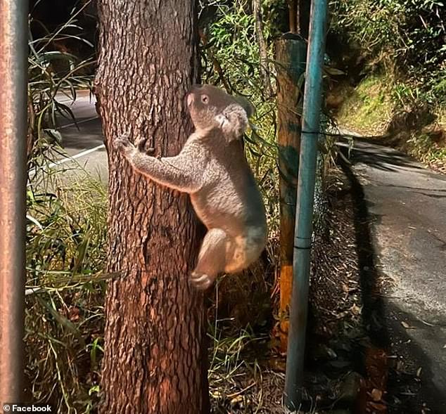 Despite the efforts of a local animal hospital, the koala died from its injuries just hours after it was spotted