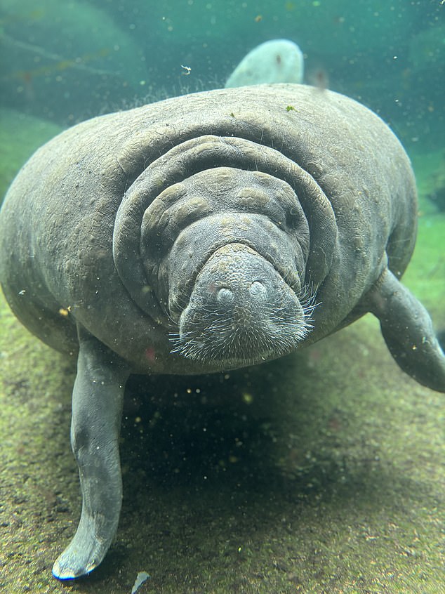 Manatees have struggled to find food in recent years and because they can survive in fresh, brackish and salt water, they can travel hundreds of miles from their home to find food