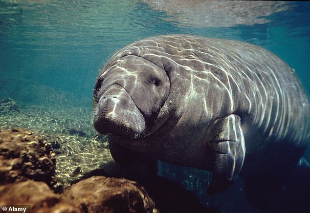 A resident captured video last week of the manatee swimming in Pembroke Pines Lake, about 10 miles from the Atlantic Ocean where the species normally resides